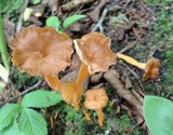 Craterellus lutescens image
