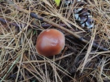 Rhodocollybia butyracea image