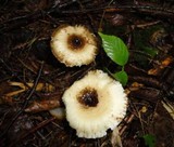 Crinipellis zonata image
