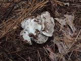 Tricholoma portentosum image