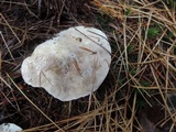 Tricholoma portentosum image