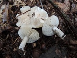 Tricholoma serratifolium image