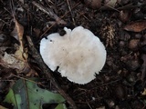 Tricholoma serratifolium image