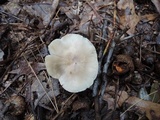 Tricholoma serratifolium image