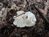 Tricholoma serratifolium image