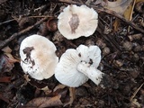 Tricholoma serratifolium image