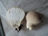 Lycoperdon pratense image