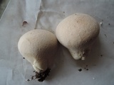 Lycoperdon pratense image