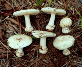 Amanita pubescens image