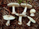 Amanita pubescens image