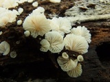 Cheimonophyllum candidissimum image