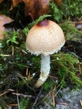 Lepiota magnispora image