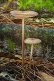 Xerula radicata image