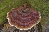 Ganoderma sessile image