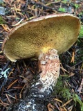Suillus lakei image
