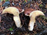 Suillus lakei image