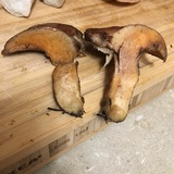 Suillus lakei image