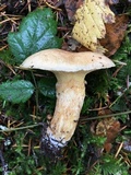 Suillus caerulescens image