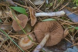 Cortinarius collinitus image