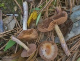 Cortinarius collinitus image