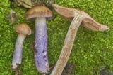 Cortinarius collinitus image