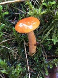 Lactarius aurantiacus image