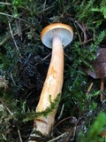 Lactarius aurantiacus image