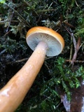 Lactarius aurantiacus image