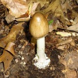 Amanita brunnescens image