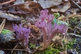 Clavaria zollingeri image