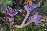 Clavaria zollingeri image