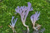 Clavaria zollingeri image