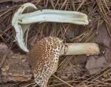 Echinoderma asperum image