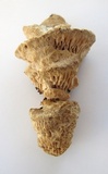 Daedalea quercina image