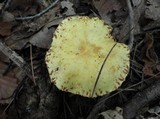 Suillus americanus image