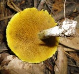 Suillus americanus image