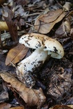 Leucopaxillus albissimus image