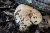 Leucopaxillus albissimus image
