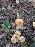 Clitocybe gibba image