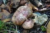 Russula veternosa image