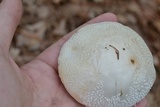 Amanita abrupta image