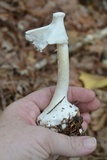 Amanita abrupta image
