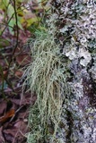 Usnea subscabrosa image