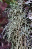 Usnea subscabrosa image