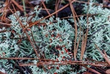 Cladonia leporina image