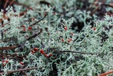 Cladonia leporina image