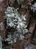 Ramalina fastigiata image