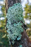 Parmotrema tinctorum image