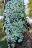 Parmotrema tinctorum image