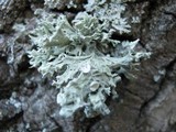 Ramalina fastigiata image
